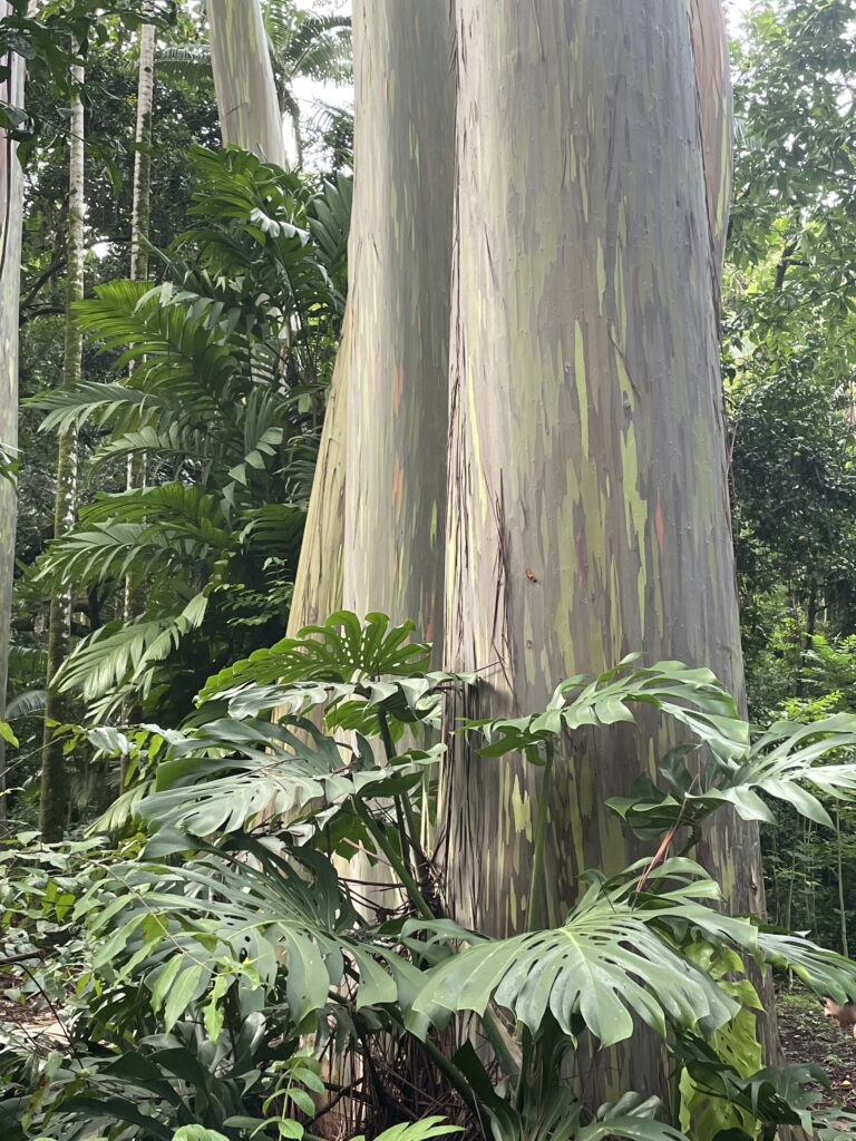 Rainbow eucalyptus trees